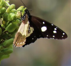 Amauris albimaculata