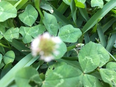 Oxyopes