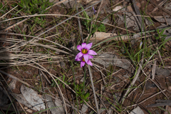 Romulea minutiflora
