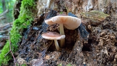 Pluteus cervinus