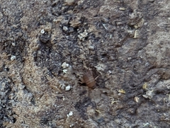 Myrmecophilus