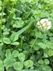 Oxyopes