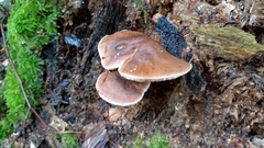 Pluteus cervinus