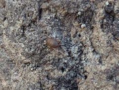 Myrmecophilus
