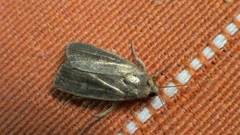Athetiina
