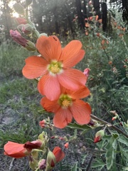 Sphaeralcea fendleri