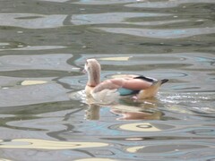 Alopochen aegyptiaca