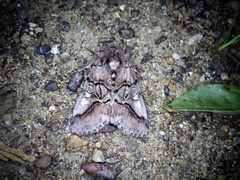 Protomiselia bilinea