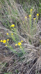 Xerochrysum viscosum