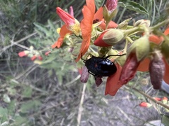 Sphaeralcea fendleri