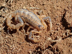 Uroplectes triangulifer