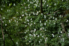 Anemonoides nemorosa