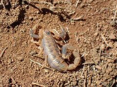 Uroplectes triangulifer