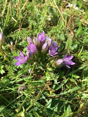 Gentianella germanica