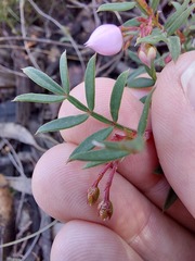 Boronia floribunda