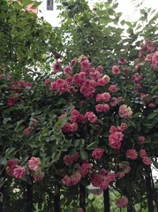 Rosa