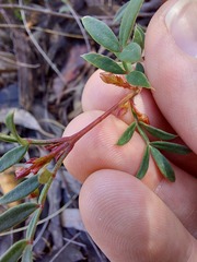Boronia floribunda