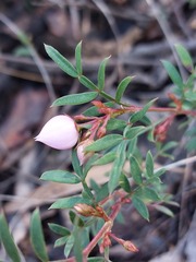 Boronia floribunda