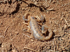Uroplectes triangulifer