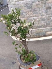 Rhododendron micranthum