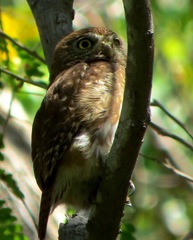 Glaucidium