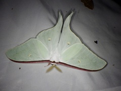 Actias aliena aliena