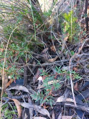 Boronia floribunda