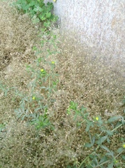 Arenaria serpyllifolia