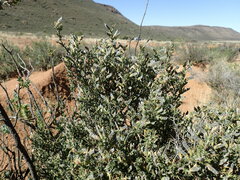 Melolobium candicans