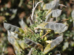Melolobium candicans