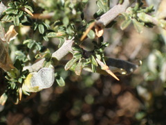 Melolobium candicans