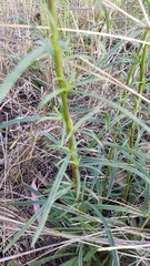 Xerochrysum viscosum