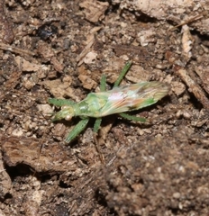 Nabis viridulus