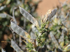 Melolobium candicans