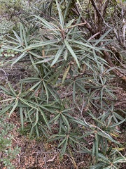 Olearia lacunosa