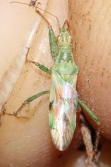 Nabis viridulus