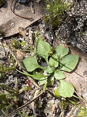 Pterostylis parviflora