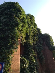 Parthenocissus quinquefolia