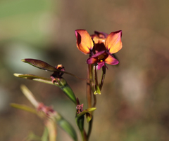 Diuris longifolia