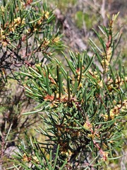 Hakea pachyphylla