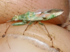 Nabis viridulus