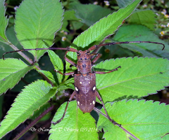 Paraleprodera officinator