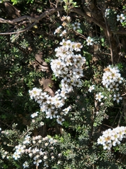 Leptospermum lanigerum