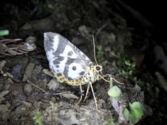 Callabraxas compositata