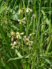 Brassica oleracea