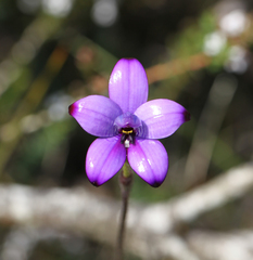 Elythranthera brunonis