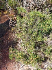 Hakea pachyphylla