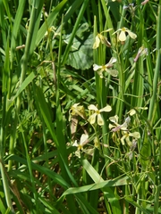 Brassica oleracea