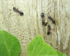 Dolichoderus quadripunctatus