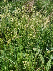 Brassica oleracea